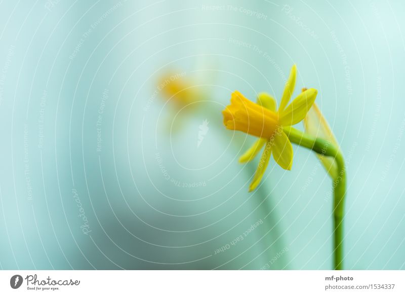 Narzisse Natur Pflanze Blume narzisse Gelbe Narzisse Narzissen gelb grün türkis Farbfoto Außenaufnahme Makroaufnahme Menschenleer Tag Unschärfe