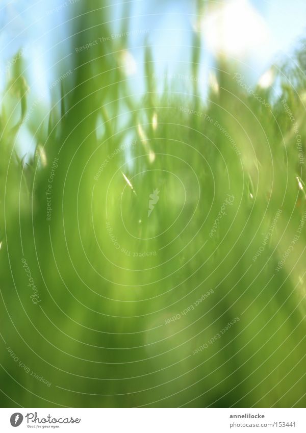 ganz viel grünes Umwelt Natur Landschaft Pflanze Himmel Frühling Sommer Gras Blatt Grünpflanze Park Wiese Feld Wachstum Fröhlichkeit frisch hell Boden zart