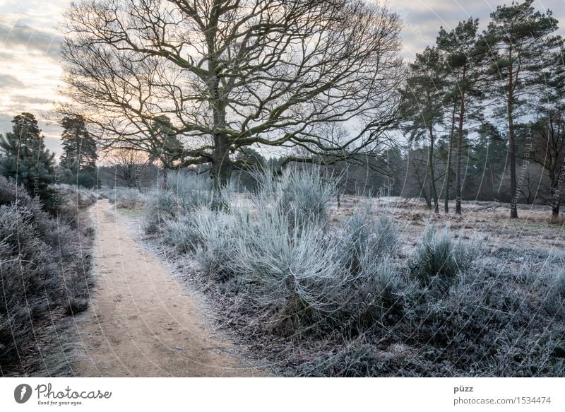 Wahner Heide Umwelt Natur Landschaft Pflanze Sonnenaufgang Sonnenuntergang Winter Wetter Eis Frost Baum Gras Sträucher Grünpflanze Wald gehen wandern blau braun