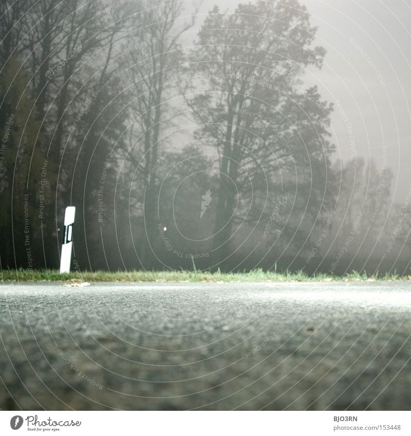 vorne Künstlich, hinten Natur Straße Wald Nebel Straßenrand gruselig künstlich Baum Asphalt Teer Leitpfosten Quadrat Langzeitbelichtung Außenaufnahme