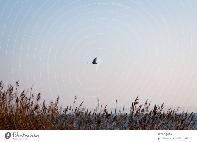 Boddensegler II Natur Wolkenloser Himmel Schilfrohr Riedgras Küste Ostsee Vorpommersche Boddenlandschaft Tier Wildtier Vogel Schwan 1 fliegen elegant blau braun