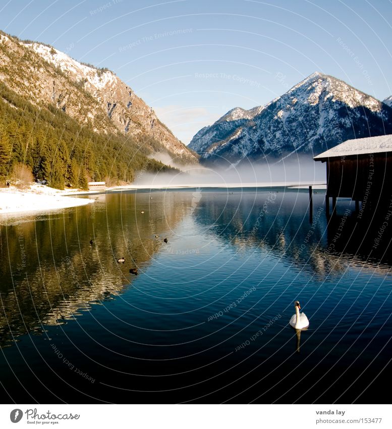 Heiterwanger See IV Berge u. Gebirge Wasser Landschaft Panorama (Aussicht) Schwan Winter kalt Schnee Himmel Bootshaus Reflexion & Spiegelung Natur Frieden