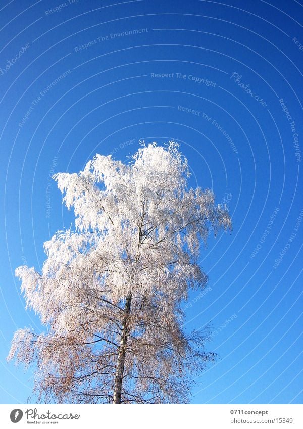 Winterbaum kalt gefroren Horizont Eiskristall Ferien & Urlaub & Reisen Winterurlaub Winterstimmung Eiszeit Jahreszeiten Eindruck Grad Celsius leer unten