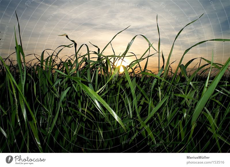 Gras Himmel blau Wolken grün Feld Sonne ruhig Sonnenuntergang Licht Schatten Natur Sommer Außenaufnahme