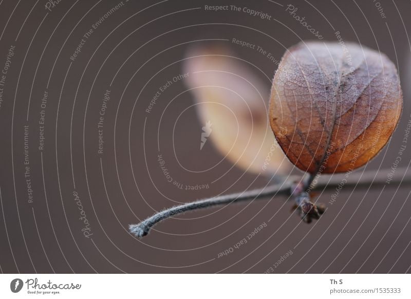 Blatt Natur Pflanze Herbst Winter verblüht ästhetisch authentisch einfach elegant natürlich braun Gelassenheit geduldig ruhig einzigartig harmonisch Farbfoto