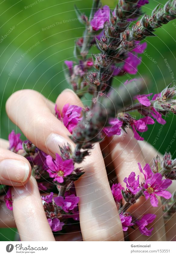 Erfüllend Farbfoto mehrfarbig Außenaufnahme Nahaufnahme Licht Schatten Schwache Tiefenschärfe elegant schön Körperpflege Kosmetik Frau Erwachsene Haut Finger