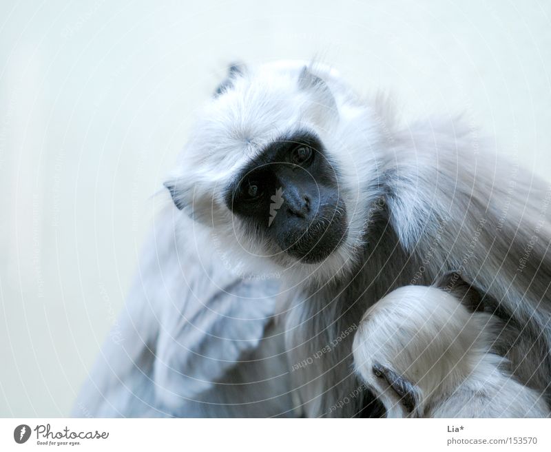 Äffchen Zoo Tier Fell silber weiß Kontrolle Affen Nachkommen Auge Säugetier Tierjunges Gesichtsausdruck Familie & Verwandtschaft Blick