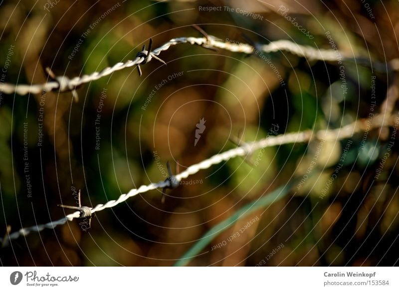 Stacheldraht. Blatt grün braun Zaun Stacheldrahtzaun Grenze Schutz Verbote Zutritt gefährlich verfallen