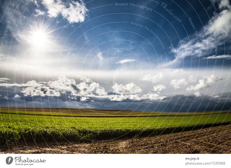 Neubeginn Gesunde Ernährung Landwirtschaft Forstwirtschaft Energiewirtschaft Umwelt Natur Landschaft Pflanze Himmel Wolken Horizont Sonne Sonnenlicht Frühling