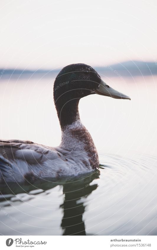 Ente schwimmt im See Freizeit & Hobby Jagd Freiheit Wellen Umwelt Natur Wasser Himmel Horizont Sonnenaufgang Sonnenuntergang Sommer Schönes Wetter Tier Wildtier