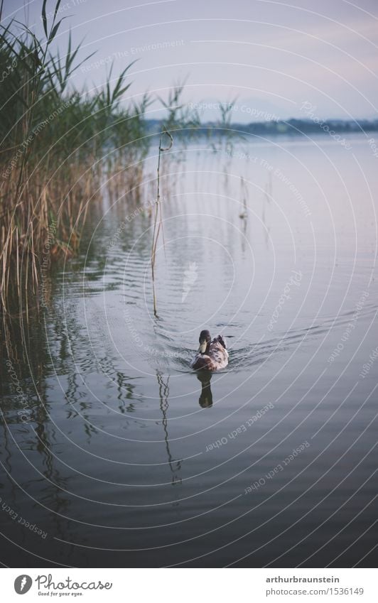 Ente im See Jagd Ausflug Umwelt Natur Landschaft Wasser Pflanze Wildpflanze Schilfrohr Wellen Seeufer Tier Wildtier Entenvögel 1 Schwimmen & Baden elegant