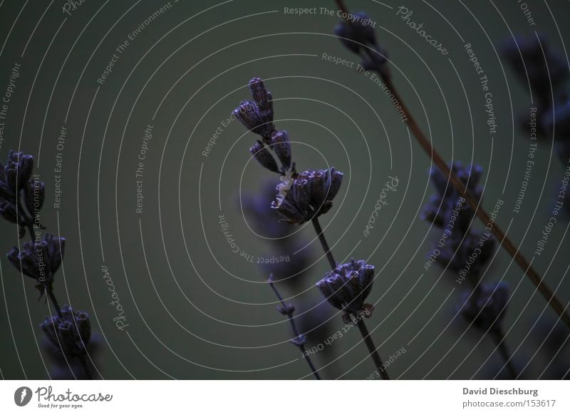 Lavandula angustifolia II Pflanze Natur Unschärfe Wiese Makroaufnahme Nahaufnahme violett Farbe Farbstoff Stengel Blühend Blüte Geruch Duft Lavendel Park