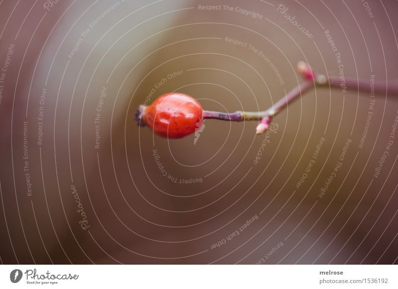 rote Naturperle Hagebutten Umwelt Frühling Schönes Wetter Pflanze Blüte Wildpflanze Hundsrose Rosengewächse Blütenpflanze Beeren Frucht Zweige u. Äste