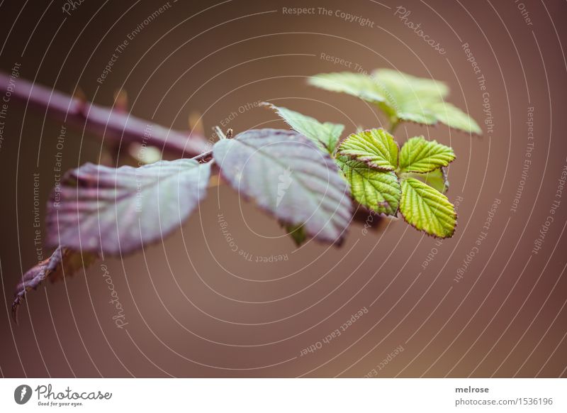 Frühling im Anmarsch Stil Umwelt Natur Schönes Wetter Pflanze Baum Blüte Wildpflanze Zweige u. Äste Blatt Blätterdach Dorn blättern Feld stechend Farbfleck