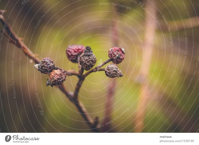 DÖRR-Beeren Hagebutten Umwelt Natur Winter Schönes Wetter Pflanze Blume Sträucher Blüte Wildpflanze Rosengewächse Blütenpflanze Lebewesen Beerensträucher Feld