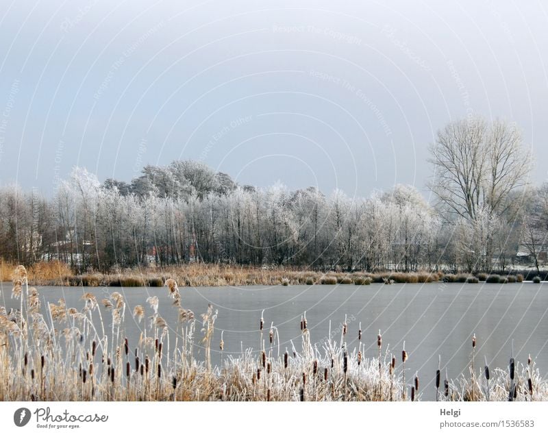 Winter am See Umwelt Natur Landschaft Pflanze Wolkenloser Himmel Schönes Wetter Eis Frost Baum Wildpflanze Rohrkolben Schilfrohr Seeufer frieren stehen