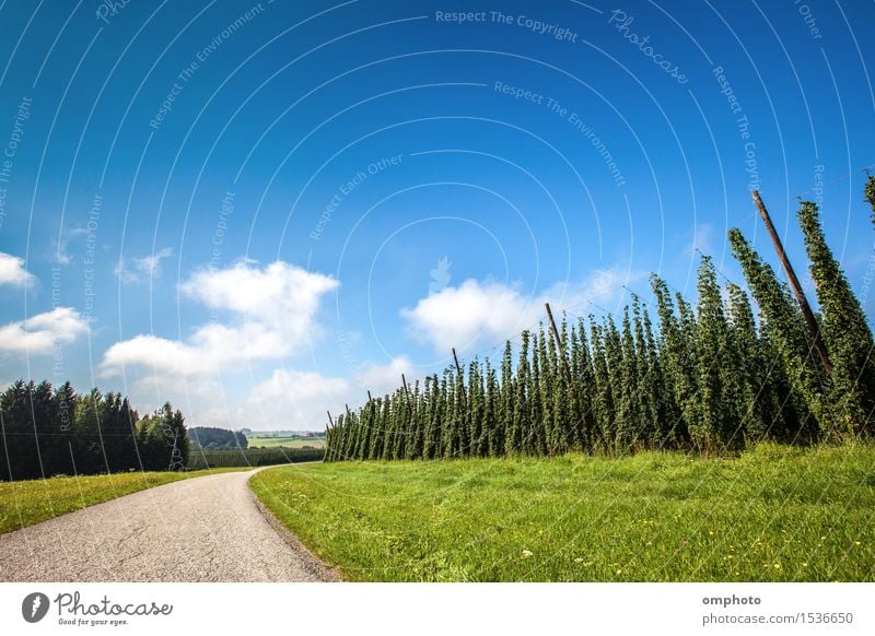 Landschaft mit reifenden Hopfenpflanzen an einem sonnigen Tag Kräuter & Gewürze Bier Sommer Garten Industrie Pflanze Himmel Wolken Linie Wachstum blau grün