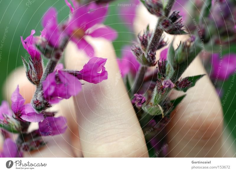 Sensibel Farbfoto mehrfarbig Außenaufnahme Licht Schatten Schwache Tiefenschärfe schön Haut Kosmetik Wellness Erholung ruhig Duft Sommer Mensch Hand Finger