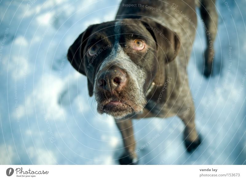 Hundeblick Schnee kalt Säugetier Tier Erwartung betteln Wunsch Appetit & Hunger Trauer Winter deutsch kurzhaar Traurigkeit