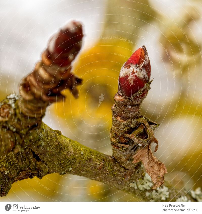 Knospe Natur Pflanze Frühling Baum Blatt Wildpflanze Garten Park Wald ästhetisch einfach schön klein gelb grün rot Zufriedenheit Gesundheit Stimmung Umwelt