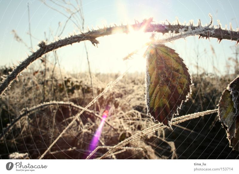 vereist III Winter Eis Frost Gras Halm Sonne Himmel Feld Sonnenfleck kalt Wind Licht Beleuchtung Natur Gradhalm Schnee