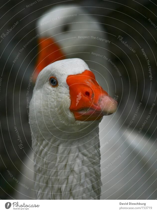 Was gabs bei euch zu Weihnachten ? Gans Schnabel Feder orange Vogel Tierzucht 2 Unschärfe Federvieh Tiergesicht Tierporträt Blick in die Kamera Nahaufnahme