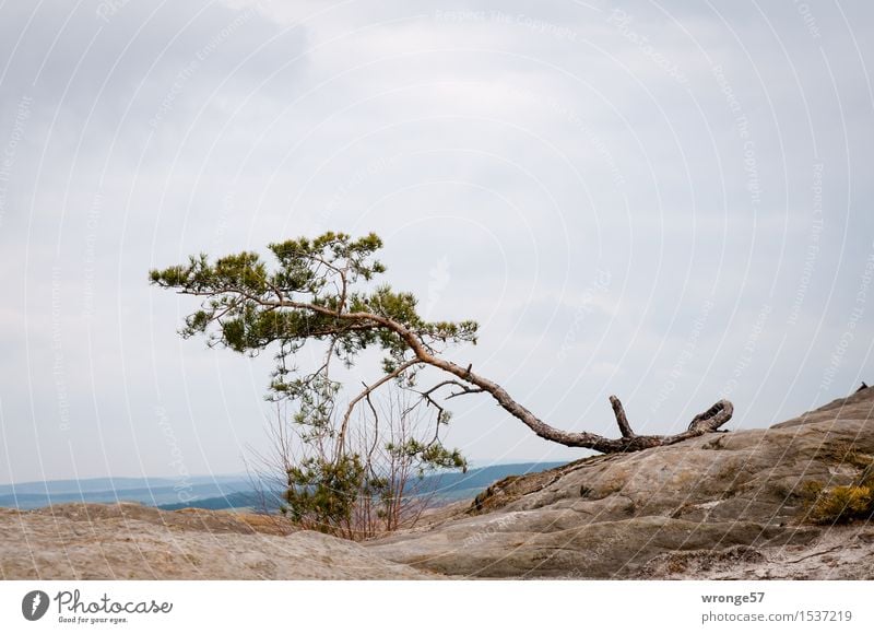 Fest verwurzelt Natur Landschaft Erde Luft Himmel Wolken Horizont Herbst Baum Kiefer Nadelbaum Felsen alt braun grau grün einzeln krumm Stein Teufelsmauer