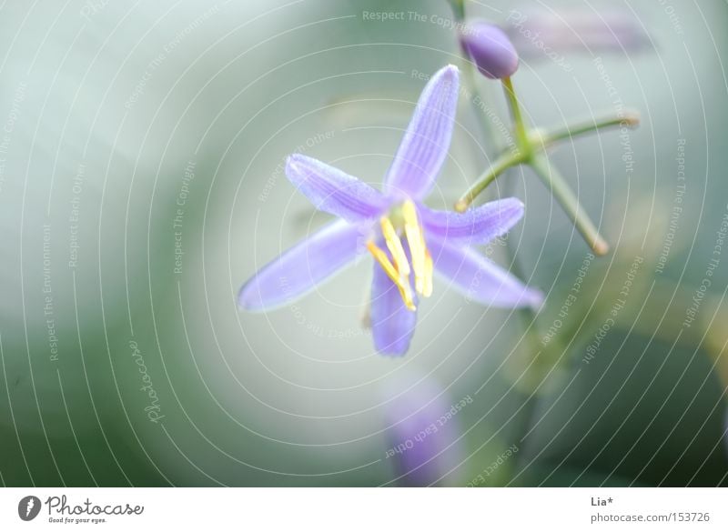 Frühlingsduft Duft Natur Pflanze Blume Blüte Blühend grün violett rein leicht sanft zart Frühlingsblume Frühlingsfarbe Nahaufnahme Makroaufnahme Unschärfe