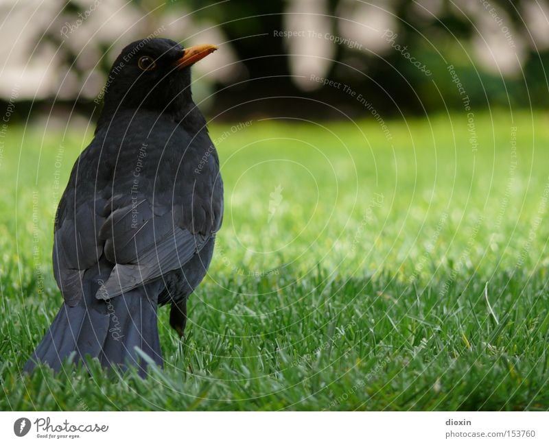 Schwarzdrossel (Turdus merula) Vogel Amsel Wiese Garten Feder Schnabel Flügel Auge Blick schwarz grün Frühling Park Schwanzfedern Kulturfolger View Hinterteil