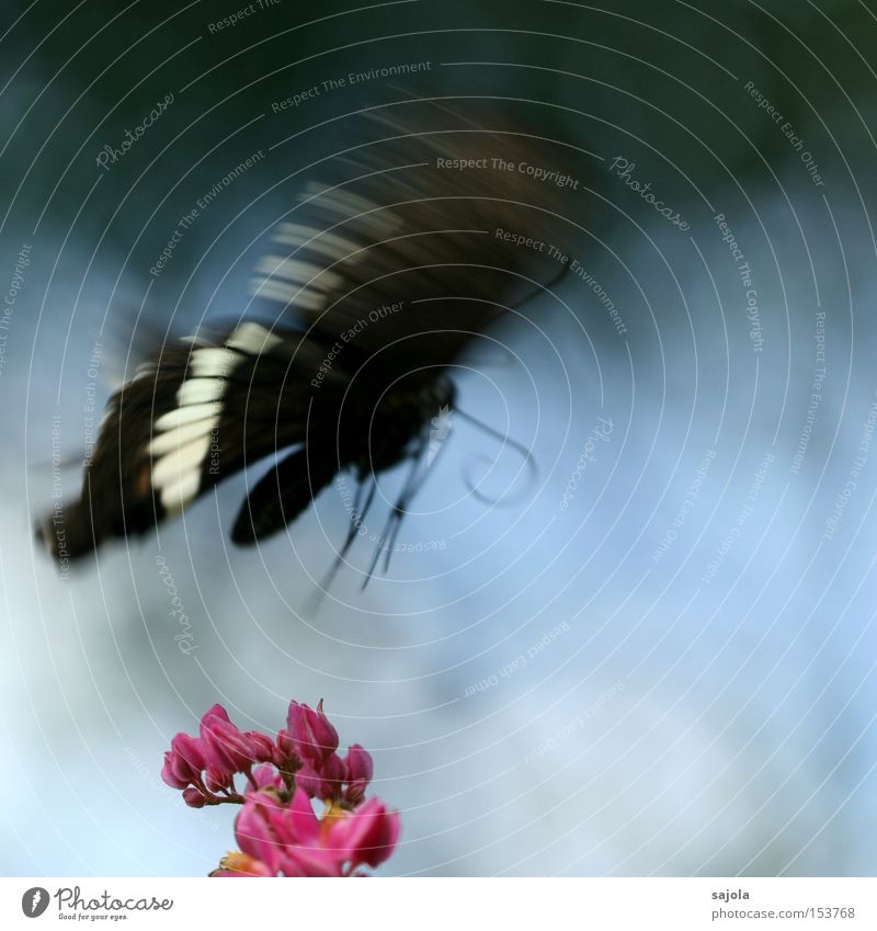 auf und davon schön Luftverkehr Blume Blüte Schmetterling Flügel Bewegung fliegen rosa Insekt Dynamik flattern unzuverlässig zart Farbfoto Nahaufnahme