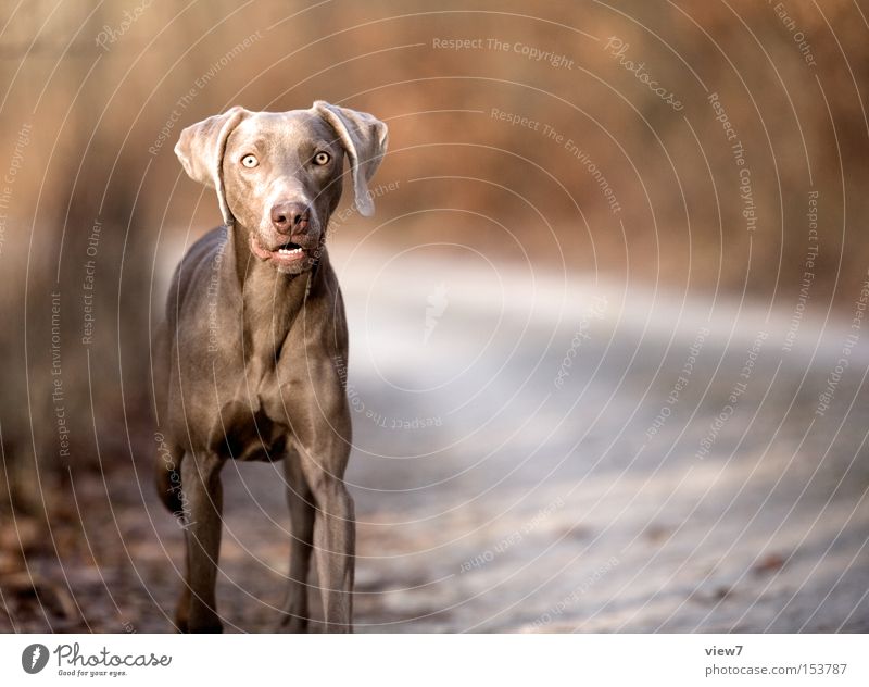 Au backe: Hund Weimaraner Tier Jagdhund Spannung Perspektive Blick Konzentration Säugetier Momentaufnahme Außenaufnahme Textfreiraum rechts Starrer Blick