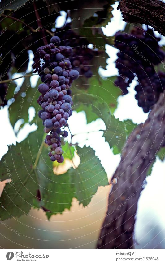 Wein am Stiel. Kunst Kunstwerk ästhetisch Weinberg Weinbau Weintrauben Weinlese Weingut reif lecker Bioprodukte Toskana Italien Farbfoto mehrfarbig