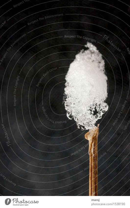 Experiment l Kaltes, aber natürliches Wattestäbchen Natur Winter Eis Frost Schnee Stengel sportlich außergewöhnlich dünn authentisch einfach elegant Erfolg