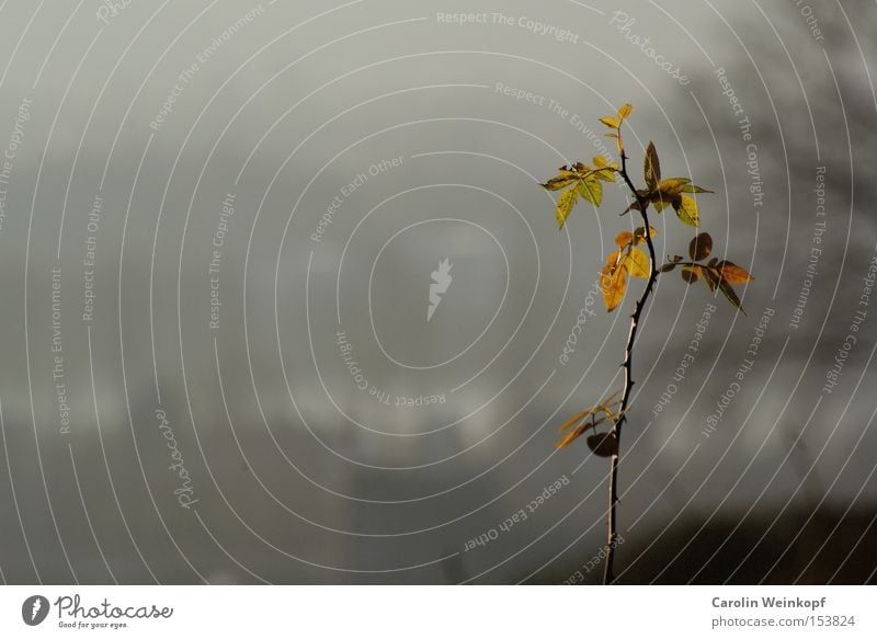 Lichtblick. Farbfoto Gedeckte Farben Außenaufnahme Nahaufnahme Detailaufnahme Menschenleer Textfreiraum links Hintergrund neutral Tag Abend Dämmerung Schatten