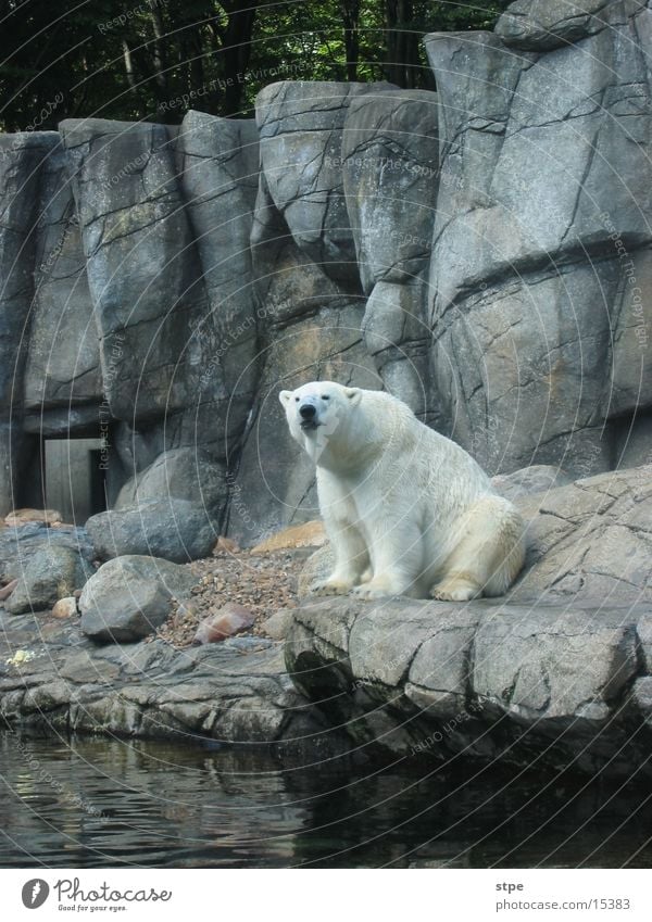 Eisbär Tier Zoo Aalborg sitzen Felsen Wasser