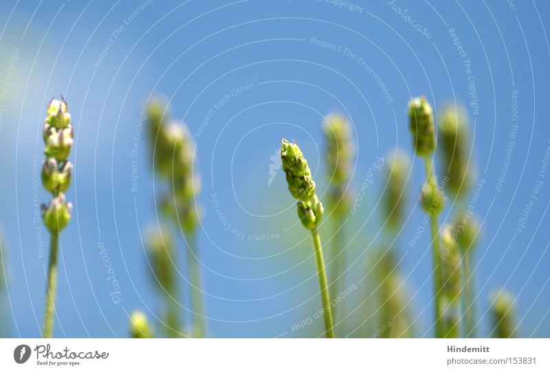 Sommerklassiker Gras Himmel Halm Ähren Lavendel Unschärfe Wärme Blüte Duft Sehnsucht zart Pflanze grün blau Makroaufnahme Nahaufnahme schön Heilpflanzen Unkraut