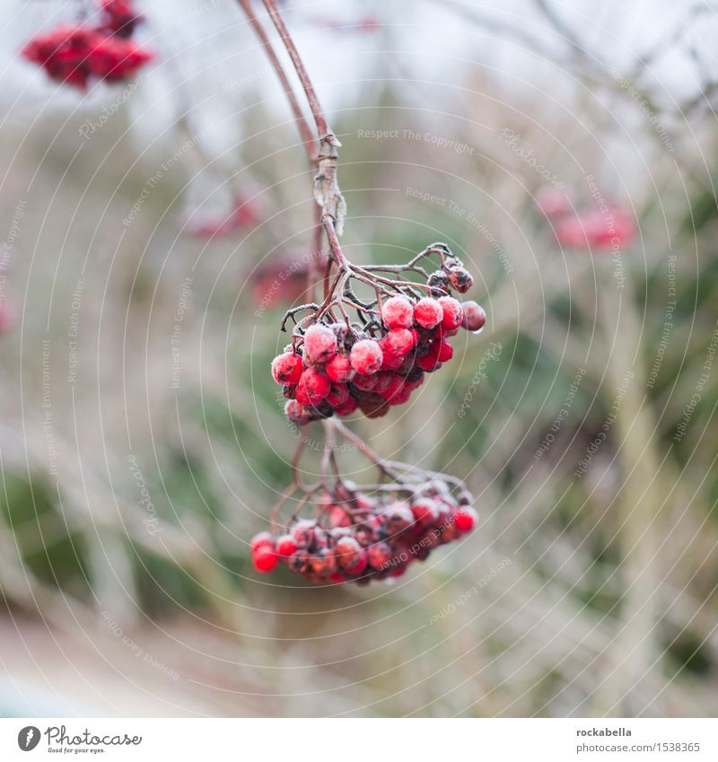 Vogelbeeren mit Schnee bedeckt Natur Winter Eis Frost Farbfoto Außenaufnahme Schwache Tiefenschärfe