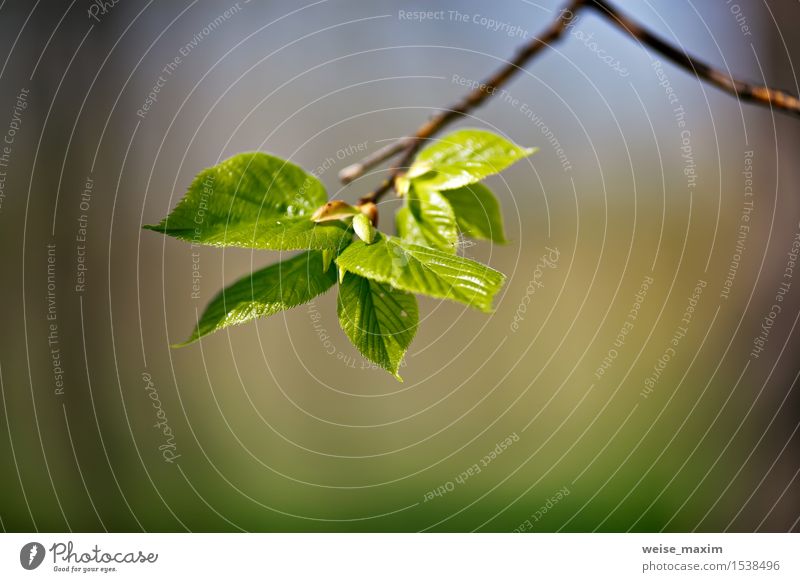 Frühlingslaub. Junge grüne Blätter. schön Leben Sommer Sonne Umwelt Natur Pflanze Klima Schönes Wetter Baum Blatt Grünpflanze Park Wald Wachstum hell neu Farbe