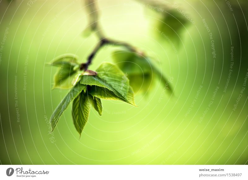 Frühlingslaub. Junge grüne Blätter. schön Leben Sommer Sonne Umwelt Natur Pflanze Sonnenlicht Baum Blatt Park Wald Wachstum hell neu Farbe Hintergrund Mai Ast