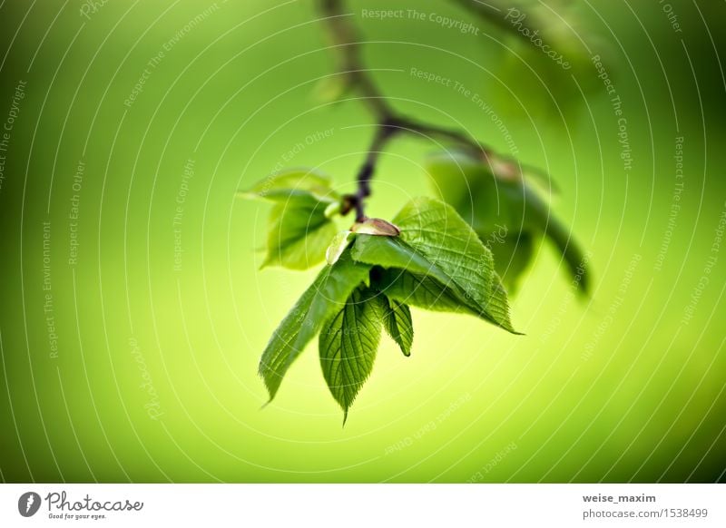 Frühlingslaub. Junge grüne Blätter. schön Leben Sommer Sonne Umwelt Natur Pflanze Baum Blatt Grünpflanze Park Wald Wachstum hell neu Farbe Optimismus