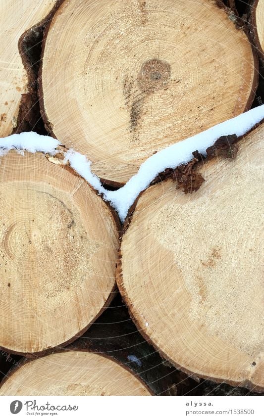 Frostiges Holz Umwelt Natur Winter Eis Schnee Baum Wald kalt natürlich braun weiß Querschnitt Baumrinde Farbfoto Gedeckte Farben Außenaufnahme Menschenleer