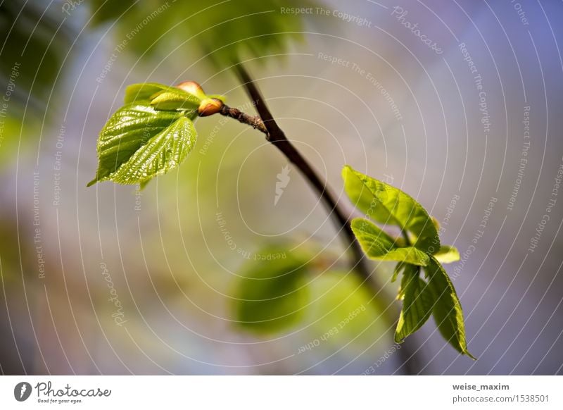 Frühlingslaub. Junge grüne Blätter. schön Leben Sommer Sonne Umwelt Natur Pflanze Schönes Wetter Baum Blatt Grünpflanze Park Wald Wachstum hell neu Farbe