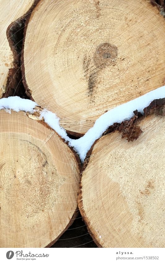 Frostiges Holz 3 Umwelt Natur Pflanze Tier Winter Eis Schnee Baum Ewigkeit Leben Baumrinde Baumstamm Querschnitt Farbfoto Gedeckte Farben Außenaufnahme Muster