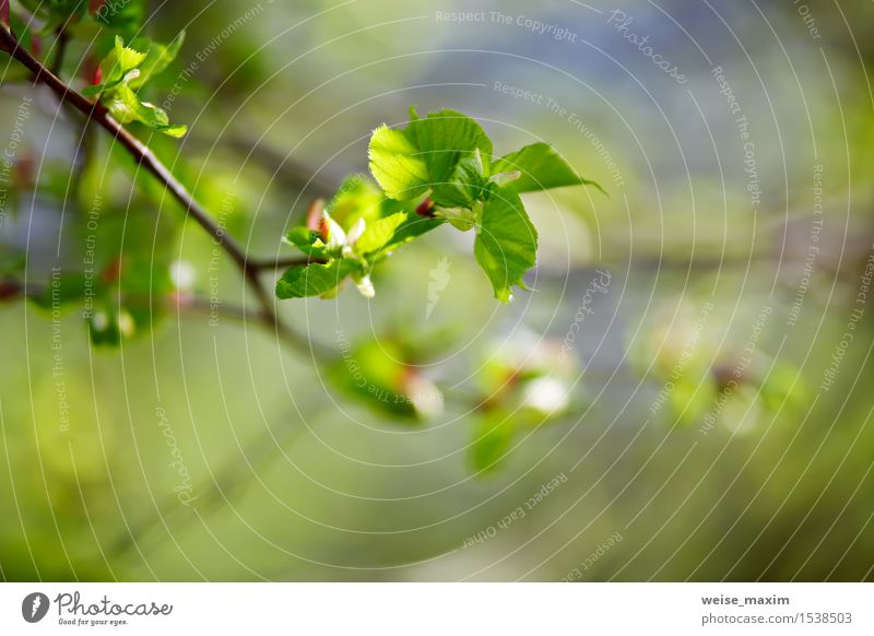 Frühlingslaub. Junge grüne Blätter. schön Leben Sommer Sonne Umwelt Natur Pflanze Schönes Wetter Baum Blatt Grünpflanze Park Wald Wachstum hell neu Farbe