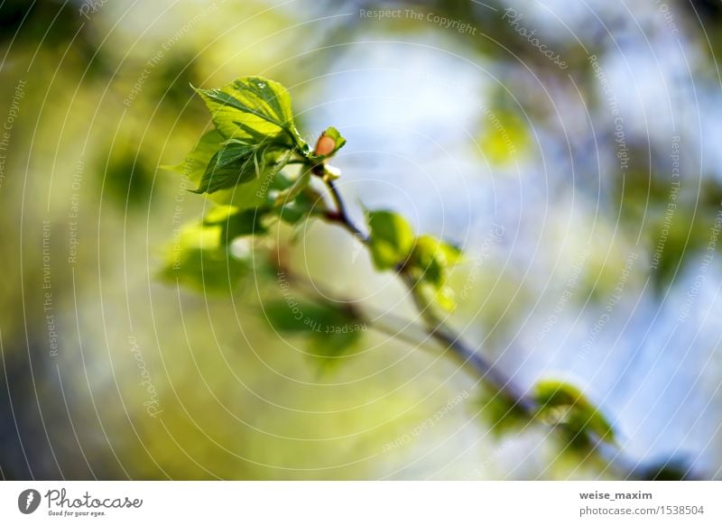 Frühlingslaub. Junge grüne Blätter. schön Leben Sommer Sonne Umwelt Natur Pflanze Schönes Wetter Baum Blatt Grünpflanze Park Wald Wachstum hell neu Farbe