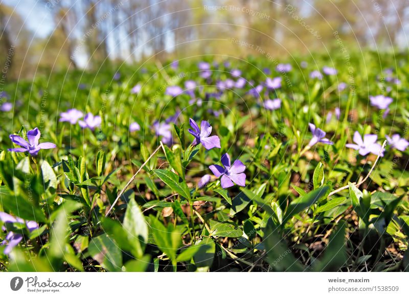 Frühlingsblumen. Junge grüne Blätter und Blumen. schön Leben Sommer Sonne Umwelt Natur Pflanze Himmel Baum Blatt Blüte Grünpflanze Park Wald Wachstum hell neu