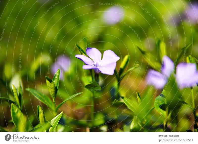 Frühlingsblumen. Junge grüne Blätter und Blumen. schön Leben Sommer Sonne Umwelt Natur Pflanze Baum Blatt Blüte Grünpflanze Garten Park Wald Wachstum hell neu