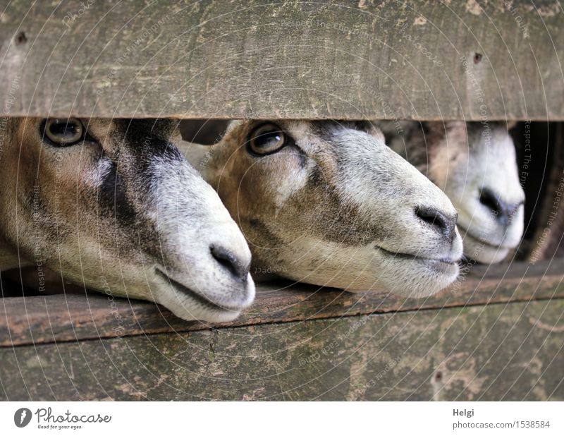 hungrige Mäuler... Tier Tiergesicht Fell Zoo 3 beobachten Blick warten Zusammensein einzigartig Neugier braun grau weiß achtsam Appetit & Hunger Leben betteln