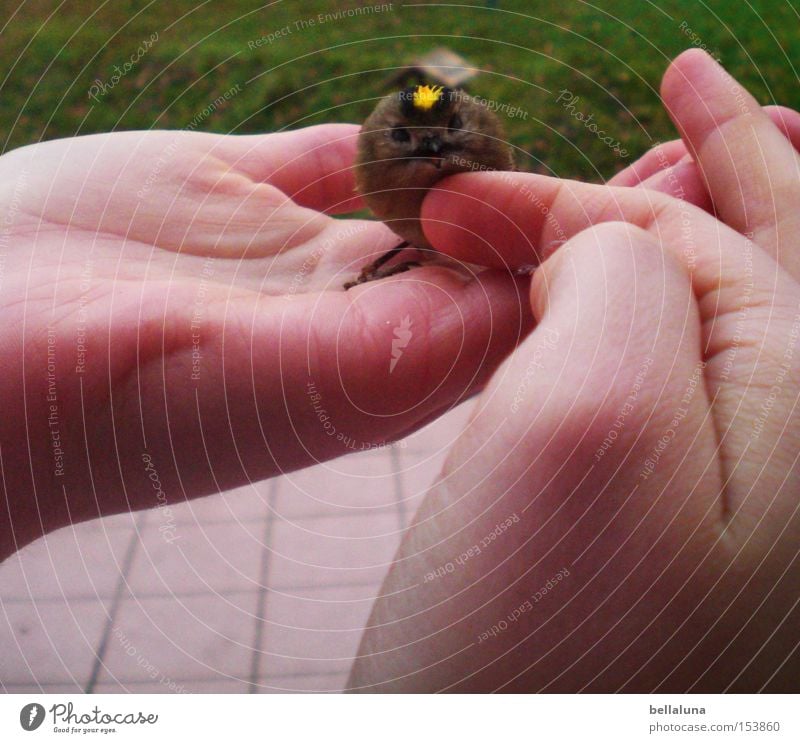 Wintergoldhähnchen Hand Finger Natur Wiese Vogel Rasen Farbfoto Gedeckte Farben Außenaufnahme Morgen Tag Handfläche sitzen sanft Streicheln Tierliebe