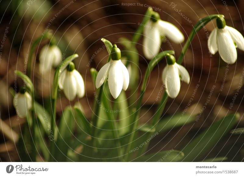 geht los III Umwelt Natur Pflanze Erde Frühling Klima Blume Blatt Blüte Grünpflanze Wildpflanze Schneeglöckchen dünn authentisch frisch klein nah natürlich